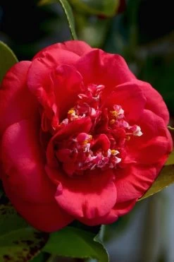 April Tryst Camellia Japonica - 7 Gallon Pot (3-4')