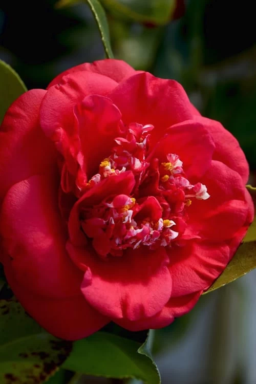 April Tryst Camellia Japonica - 7 Gallon Pot (3-4') 3 April Tryst Camellia Japonica - 7 Gallon Pot (3-4')
