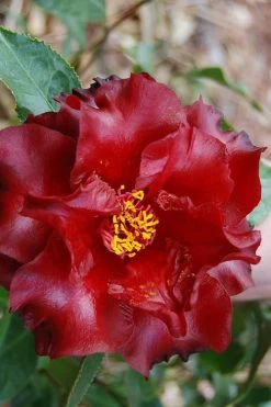Black Magic Camellia Japonica - 7 Gallon Pot (2-3') -Outdoor Garden Store Camellia Black Magic 2