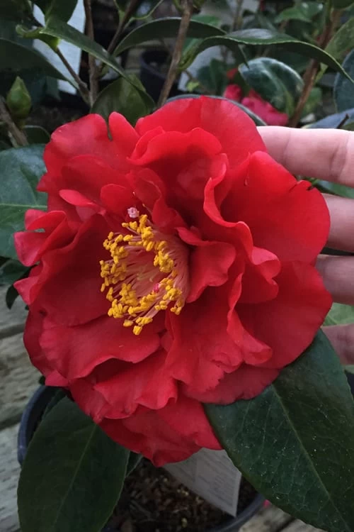 Bob Hope Camellia Japonica - 3 Gallon Pot 3 Bob Hope Camellia Japonica - 3 Gallon Pot