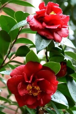 Bob Hope Camellia Japonica - 3 Gallon Pot 13 Bob Hope Camellia Japonica - 3 Gallon Pot -Outdoor Garden Store Camellia Bob Hope 3
