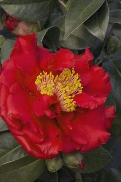Bob Hope Camellia Japonica - 3 Gallon Pot 11 Bob Hope Camellia Japonica - 3 Gallon Pot -Outdoor Garden Store Camellia Bob Hope 5