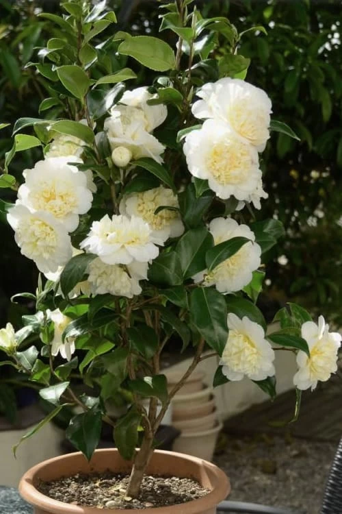 Brushfield Yellow Camellia Japonica - 3 Gallon Pot 7 Brushfield Yellow Camellia Japonica - 3 Gallon Pot - Image 5