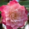 Buttons 'n Bows Camellia Hybrid - 1 Gallon Pot -Outdoor Garden Store Camellia Buttons And Bows JW 1