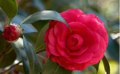 C. M. Hovey Camellia Japonica - 3 Gallon Pot 9 C. M. Hovey Camellia Japonica - 3 Gallon Pot -Outdoor Garden Store Camellia C M Hovey 1