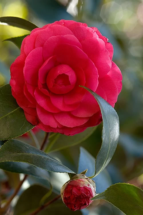 C. M. Hovey Camellia Japonica - 3 Gallon Pot 3 C. M. Hovey Camellia Japonica - 3 Gallon Pot