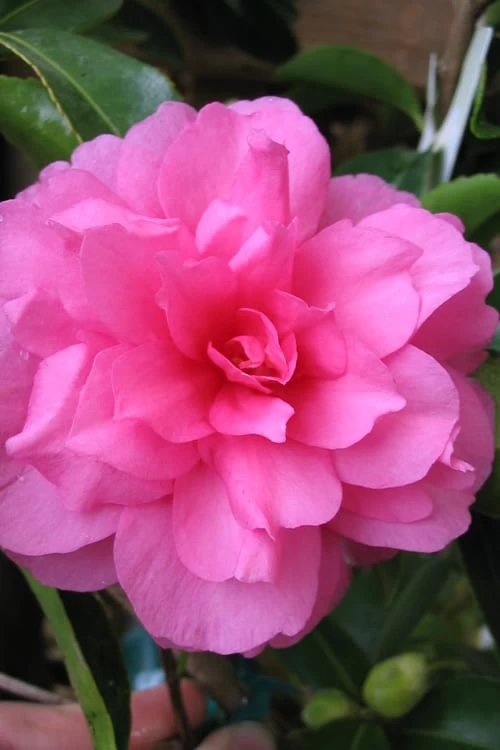 Chansonette Dwarf Weeping Camellia Sasanqua - 3 Gallon Pot 3 Chansonette Dwarf Weeping Camellia Sasanqua - 3 Gallon Pot