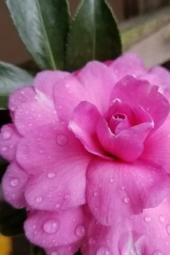 Chansonette Dwarf Weeping Camellia Sasanqua - 3 Gallon Pot 13 Chansonette Dwarf Weeping Camellia Sasanqua - 3 Gallon Pot -Outdoor Garden Store Camellia Chansonette 4