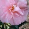 Cotton Candy Camellia Sasanqua - 3 Gallon Pot -Outdoor Garden Store Camellia Cotton Candy 500x750 1