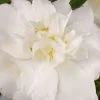 Diana Camellia Sasanqua - 1 Gallon Pot -Outdoor Garden Store Camellia Diana 500x750 1