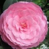 E.G. Waterhouse Camellia - Williamsii Hybrid - 3 Gallon Pot 1 E.G. Waterhouse Camellia - Williamsii Hybrid - 3 Gallon Pot -Outdoor Garden Store Camellia EG Waterhouse 1