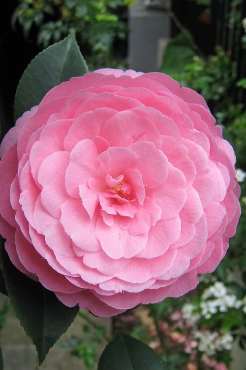 E.G. Waterhouse Camellia - Williamsii Hybrid - 3 Gallon Pot 3 E.G. Waterhouse Camellia - Williamsii Hybrid - 3 Gallon Pot