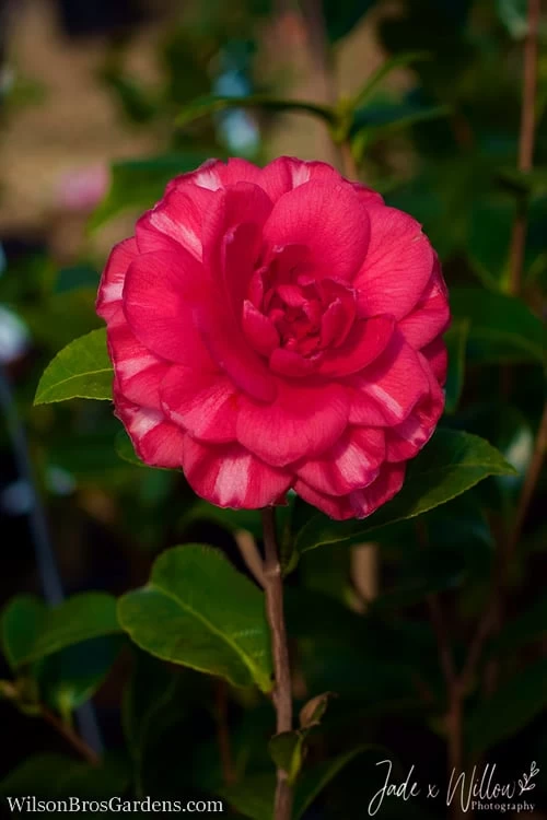 Glen 40 Camellia Japonica - 3 Gallon Pot 7 Glen 40 Camellia Japonica - 3 Gallon Pot - Image 5