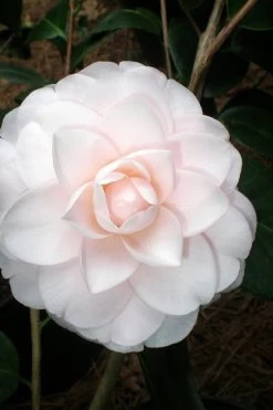 Goggy Camellia Japonica - 1 Gallon Pot 9 Goggy Camellia Japonica - 1 Gallon Pot -Outdoor Garden Store Camellia Goggy 3