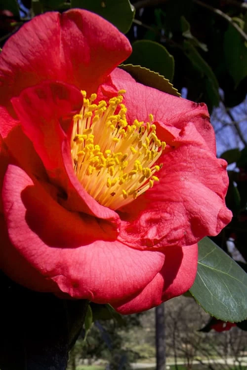 Greensboro Red Camellia Japonica - 1 Gallon Pot 3 Greensboro Red Camellia Japonica - 1 Gallon Pot