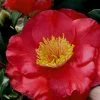 Gunsmoke Camellia Japonica - 3 Gallon Pot 1 Gunsmoke Camellia Japonica - 3 Gallon Pot -Outdoor Garden Store Camellia Gunsmoke 8