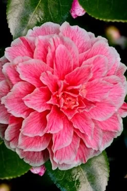 Brilliant Gem Fragrant Camellia Japonica - Herme - 3 Gallon Pot -Outdoor Garden Store Camellia Hermes 6