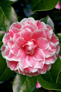 Brilliant Gem Fragrant Camellia Japonica - Herme - 3 Gallon Pot -Outdoor Garden Store Camellia Herrmes 4