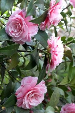 LA Peppermint Camellia Japonica - 3 Gallon Pot -Outdoor Garden Store Camellia La Peppermint 1