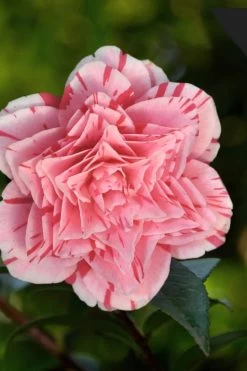 Les Marbury Camellia Japonica - 3 Gallon Pot -Outdoor Garden Store Camellia Les Marbury 3