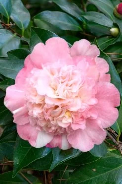 Look Again Camellia Japonica - 1 Gallon Pot 11 Look Again Camellia Japonica - 1 Gallon Pot -Outdoor Garden Store Camellia Look Again 1