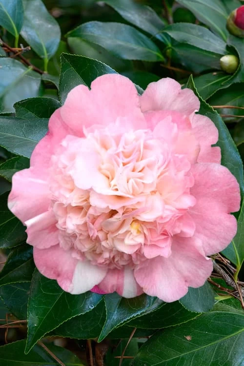 Look Again Camellia Japonica - 1 Gallon Pot 7 Look Again Camellia Japonica - 1 Gallon Pot - Image 5