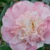 Look Again Camellia Japonica - 1 Gallon Pot 2 Look Again Camellia Japonica - 1 Gallon Pot -Outdoor Garden Store Camellia Look Again 2