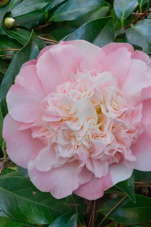 Look Again Camellia Japonica - 1 Gallon Pot 3 Look Again Camellia Japonica - 1 Gallon Pot