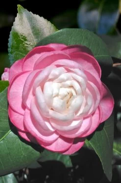 October Affair Camellia Japonica - 3 Gallon Pot -Outdoor Garden Store Camellia October Affair 1