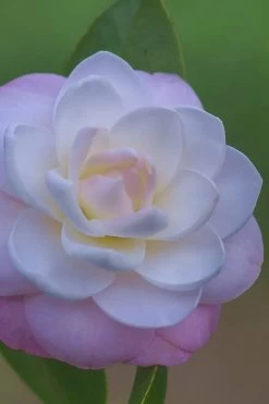 October Affair Camellia Japonica - 3 Gallon Pot -Outdoor Garden Store Camellia October Affair 6