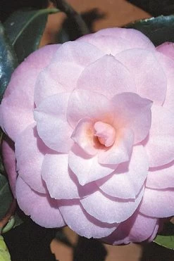 October Affair Camellia Japonica - 3 Gallon Pot -Outdoor Garden Store Camellia October Affair 8