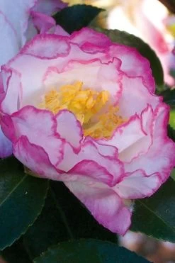 October Magic Inspiration Camellia - 3 Gallon Pot 10 October Magic Inspiration Camellia - 3 Gallon Pot -Outdoor Garden Store Camellia October Inspiration
