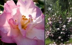 October Magic Orchid Camellia - 2 Gallon Pot 9 October Magic Orchid Camellia - 2 Gallon Pot -Outdoor Garden Store Camellia October Magic Orchid Flowers 2