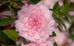 October Magic Pink Perplexion Camellia - 3 Gallon Pot -Outdoor Garden Store Camellia October Magic Pink Perplexion