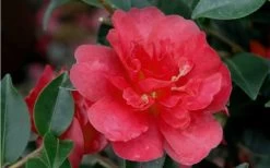 October Magic Rose Camellia - 1 Gallon Pot -Outdoor Garden Store Camellia October Magic Rose Closeup Flower 2