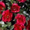October Magic Ruby Camellia - 3 Gallon Pot 2 October Magic Ruby Camellia - 3 Gallon Pot -Outdoor Garden Store Camellia October Magic Ruby 20 1