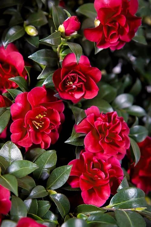 October Magic Ruby Camellia - 1 Gallon Pot 3 October Magic Ruby Camellia - 1 Gallon Pot