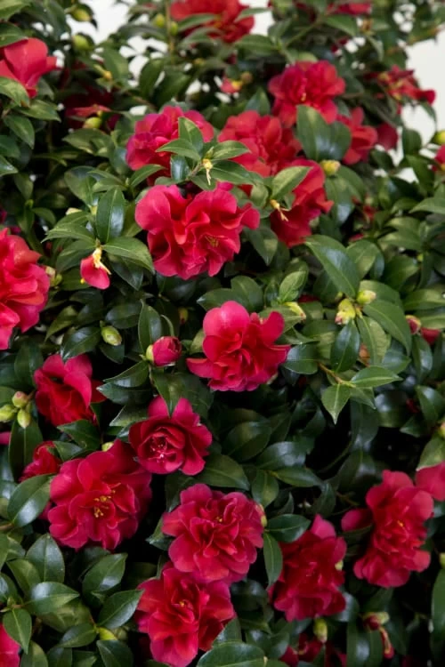 October Magic Ruby Camellia - 3 Gallon Pot 7 October Magic Ruby Camellia - 3 Gallon Pot - Image 5