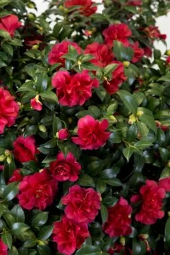 October Magic Ruby Camellia - 1 Gallon Pot 12 October Magic Ruby Camellia - 1 Gallon Pot -Outdoor Garden Store Camellia October Magic Ruby 27