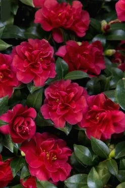 October Magic Ruby Camellia - 1 Gallon Pot 13 October Magic Ruby Camellia - 1 Gallon Pot -Outdoor Garden Store Camellia October Magic Ruby 28
