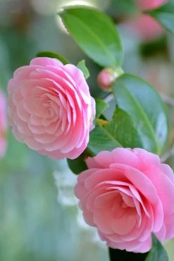 Otome Pink Camellia Japonica - 3 Gallon Pot -Outdoor Garden Store Camellia Otome 1
