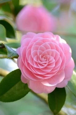 Otome Pink Camellia Japonica - 3 Gallon Pot -Outdoor Garden Store Camellia Otome 2