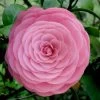 Pearl Maxwell Camellia Japonica - 3 Gallon Pot -Outdoor Garden Store Camellia Pearl Maxwell 4