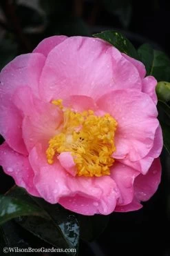 Autumn Pink Icicle Cold Hardy Camellia - 7 Gallon Pot -Outdoor Garden Store Camellia Pink Icicle 20 1