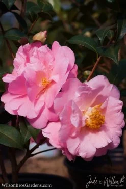Autumn Pink Icicle Cold Hardy Camellia - 7 Gallon Pot -Outdoor Garden Store Camellia Pink Icicle JW 1 1