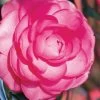 Pink Princess Camellia Japonica - 3 Gallon Pot 1 Pink Princess Camellia Japonica - 3 Gallon Pot -Outdoor Garden Store Camellia Pink Princess 1