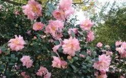 Pink Snow Camellia Sasanqua - 7 Gallon Pot (3-4') 9 Pink Snow Camellia Sasanqua - 7 Gallon Pot (3-4') -Outdoor Garden Store Camellia Pink Snow 5