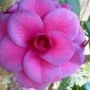 Purple Dawn Camellia Japonica - 3 Gallon Pot -Outdoor Garden Store Camellia Purple Dawn 9
