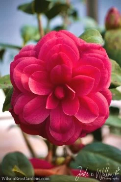 Purple Dawn Camellia Japonica - 3 Gallon Pot -Outdoor Garden Store Camellia Purple Dawn JW 1