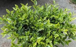 Royal Flush Shi Shi Variegated Camellia Sasanqua - 3 Gallon Pot -Outdoor Garden Store Camellia Royal Flush Shi Shi 2 1